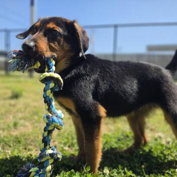 German Shepherd Dog Dogs Available for Adoption in Lowell, Arkansas - Rumble | PetCurious