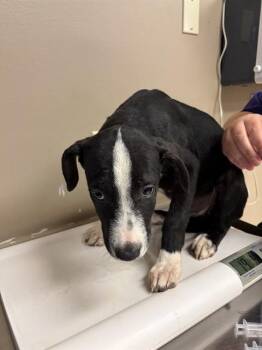 NEO -  Labrador Retriever Dog for Adoption in Conroe, Texas - NEO | PetCurious