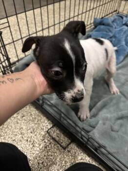 Rescue Jack Russell Terrier Dogs for Adoption in Lake Tapwingo, Missouri - Velma | PetCurious