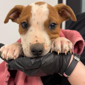Pit Bull Terrier and Cattle Dog Dogs Available for Adoption in Abilene, Texas - Guapa | PetCurious