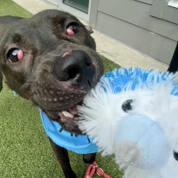 Cherrypie -  Mixed Breed Dog for Adoption in Greensboro, North Carolina - Cherrypie | PetCurious