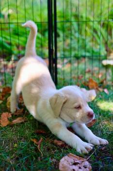 Casper -  Chesapeake Bay Retriever and Spaniel Dog for Adoption in Duluth, Minnesota - Casper | PetCurious