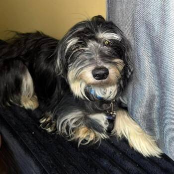 Mixed Breed Dogs Available for Adoption - Dallas | PetCurious