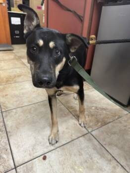 Rescue Mixed Breed Dogs for Adoption in Cincinnati, Ohio - Bobby Brady | PetCurious