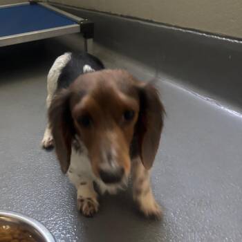 Dachshund Dogs Available for Adoption in Batavia, Ohio - Nuka | PetCurious
