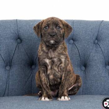 Mixed Breed Dogs Available for Adoption - Dunkin | PetCurious