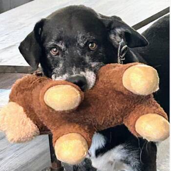 BISHOP -  Labrador Retriever and Border Collie Dog for Adoption in Scottsburg, Indiana - BISHOP | PetCurious