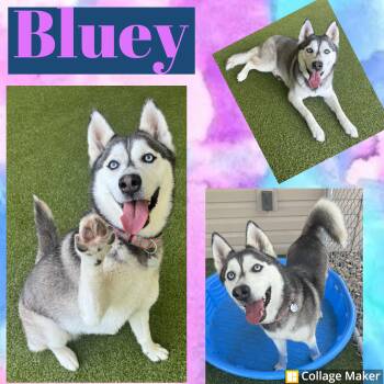 Bluey -  Husky Dog for Adoption in Clearfield, Pennsylvania - Bluey | PetCurious