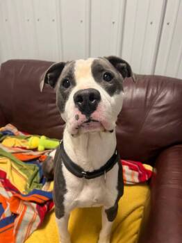 Dagwood -  Mixed Breed Dog for Adoption in Davenport, Iowa - Dagwood | PetCurious