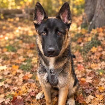 Rio D12726 -  German Shepherd Dog and Mixed Breed Dog for Adoption - Rio D12726 | PetCurious