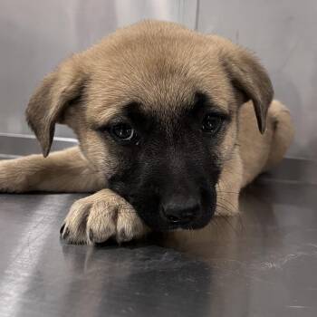 Cattle Dog and Shepherd Dogs Available for Adoption in Washburn, Missouri - Saturn | PetCurious