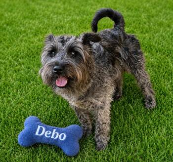 Schnauzer Dogs Available for Adoption in Dallas, Texas - DEBO | PetCurious