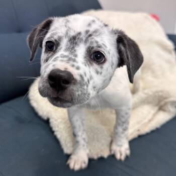 Kiri -  Mixed Breed Dog for Adoption in Park City, Utah - Kiri | PetCurious