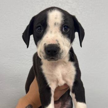 American Bulldog and Mixed Breed Dogs Available for Adoption in Waco, Texas - Pipsqueak | PetCurious