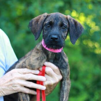 CT Daphne -  Terrier and Mixed Breed Dog for Adoption in Stormville, New York - CT Daphne | PetCurious