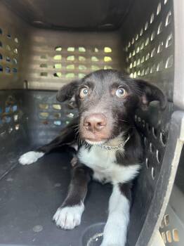 Otter -  Terrier and Border Collie Dog for Adoption in Fort Collins, Colorado - Otter | PetCurious