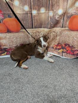 Clover (Aussie) -  Australian Shepherd Dog for Adoption in Brewster, New York - Clover (Aussie) | PetCurious