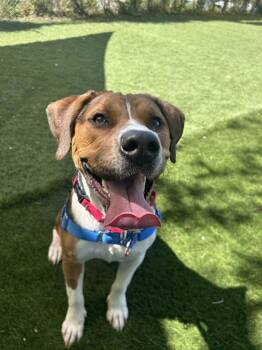 Angus -  Mixed Breed Dog Available for Adoption in Durham, North Carolina - Angus | PetCurious
