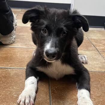 FWT Payton -  Pit Bull Terrier and Mixed Breed Dog for Adoption in Midland, Texas - FWT Payton | PetCurious