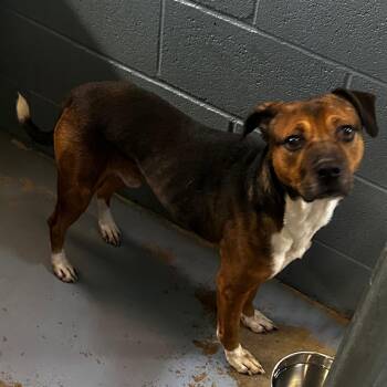 Rescue Mixed Breed Dogs for Adoption in Gadsden, Alabama - ELM 9 | PetCurious