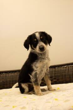 John -  Australian Shepherd Dog for Adoption in Neillsville, Wisconsin - John | PetCurious