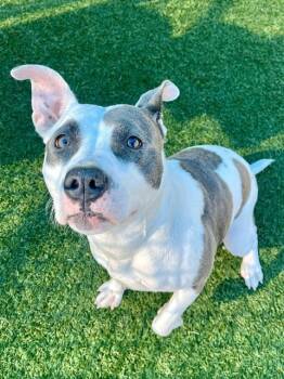 Mixed Breed Dogs Available for Adoption - ICE | PetCurious