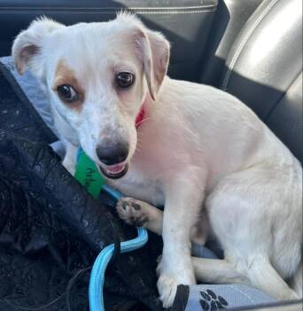 Dachshund Dogs Available for Adoption - Macie | PetCurious