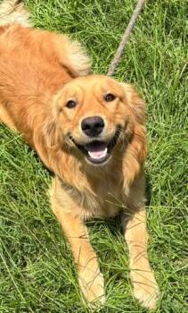 Turner -  Golden Retriever Dog for Adoption in Swainsboro, Georgia - Turner | PetCurious