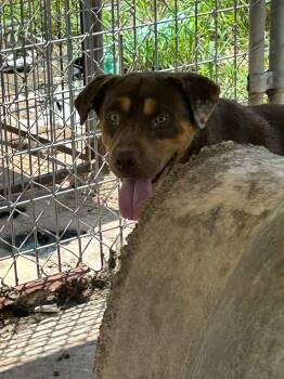 Rescue Mixed Breed Dogs for Adoption in Bruce, Mississippi - Ferry | PetCurious