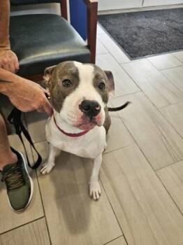 Brodie - 1 -  American Bulldog and Mixed Breed Dog for Adoption in Daytona Beach, Florida - Brodie - 1 | PetCurious
