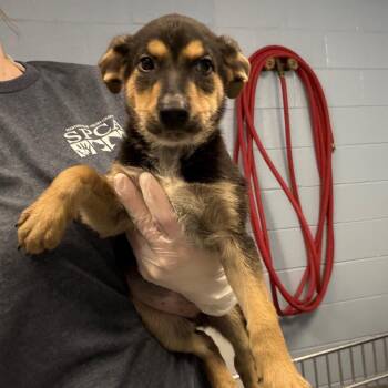 Earthworm -  Mixed Breed Dog for Adoption in Martinsville, Virginia - Earthworm | PetCurious