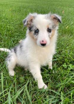 CAROLINE -  Australian Shepherd Dog for Adoption in Carroll, Ohio - CAROLINE | PetCurious