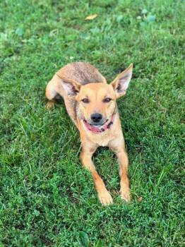 L’Oréal -  Rat Terrier and Chihuahua Dog for Adoption in Decatur, Indiana - L’Oréal | PetCurious