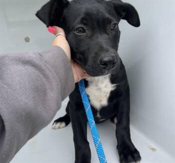 BELLE -  Pit Bull Terrier and Mixed Breed Dog for Adoption in Westminster, Maryland - BELLE | PetCurious