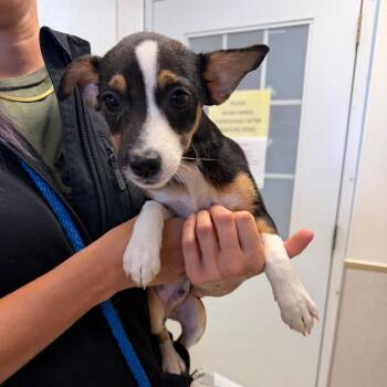 James -  Chihuahua and Mixed Breed Dog for Adoption in Naperville, Illinois - James | PetCurious