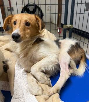 Rescue Shetland Sheepdog Sheltie Dogs for Adoption in Archbold, Ohio - Corrine | PetCurious