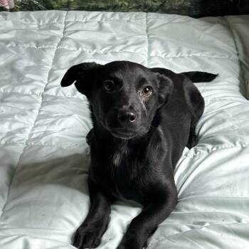 Labrador Retriever and Dachshund Dogs Available for Adoption - Mary | PetCurious