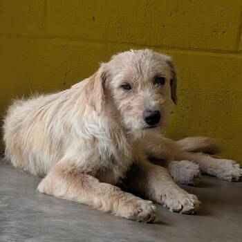 (Med) Maxine -  Mixed Breed Dog for Adoption in Huntsville, Arkansas - (Med) Maxine | PetCurious