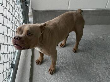 GOOMBA -  Pit Bull Terrier Dog for Adoption in Ocala, Florida - GOOMBA | PetCurious