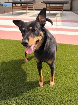 Bandi -  Shepherd and Terrier Dog for Adoption in Bloomington, Indiana - Bandi | PetCurious