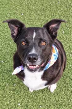 Ringo -  Mixed Breed Dog for Adoption in Morgantown, Kentucky - Ringo | PetCurious