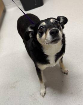 Princess -  Mixed Breed Dog for Adoption in Missoula, Montana - Princess | PetCurious