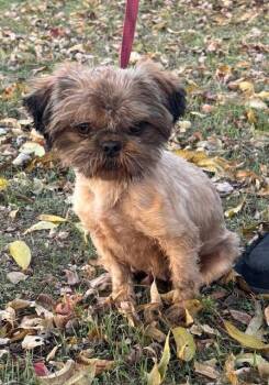 Rescue Shih Tzu Dogs for Adoption in Cushing, Oklahoma - Wren | PetCurious