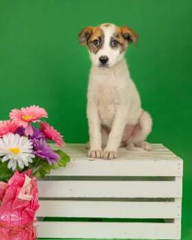 Shepherd Dogs Available for Adoption in Brighton, Colorado - 308-26 | PetCurious