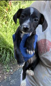 Peanut -  Beagle Dog for Adoption in Bull Valley, Illinois - Peanut | PetCurious