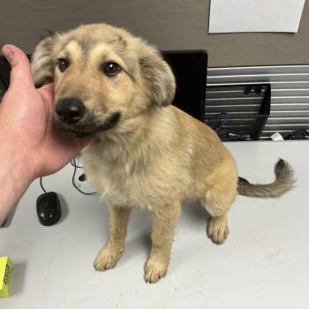 Thelma -  German Shepherd Dog Dog for Adoption in Saint Joseph, Missouri - Thelma | PetCurious