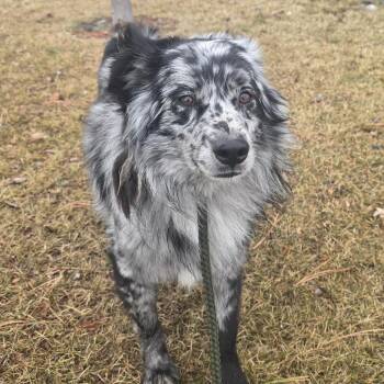 Rocky -  Australian Shepherd Dog for Adoption in Ada, Minnesota - Rocky | PetCurious
