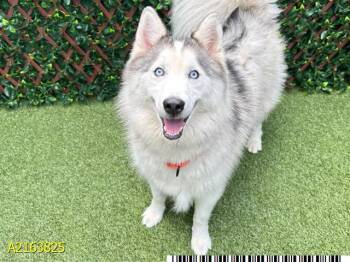 Mixed Breed Dogs Available for Adoption - ROXY | PetCurious