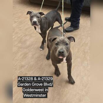 Goose -  Pit Bull Terrier Dog for Adoption in Westminster, California - Goose | PetCurious