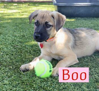 Boo -  Catahoula Leopard Dog Dog for Adoption in Fort Worth, Texas - Boo | PetCurious